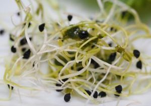 alfalfa_sprouts_seedlings_sprout_salad_healthy_delicious_gourmet_nutrition_food-547412.jpg!d
